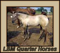 LBM Quarter Horses